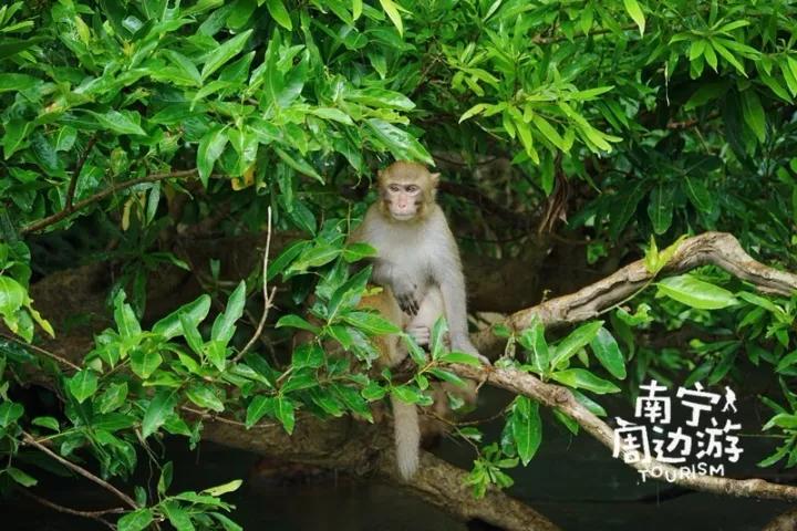 南宁5天旅游攻略最新,南宁一日游有哪些好去处