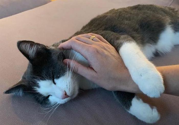 铲屎官要知道的猫咪知识,最适合新手铲屎官养的猫