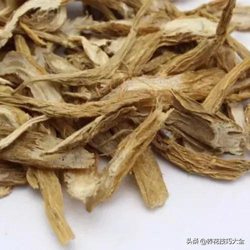 这4种花卉爱喝水浇水越多越旺盛,这几种花草浇水浇不对越养越不好