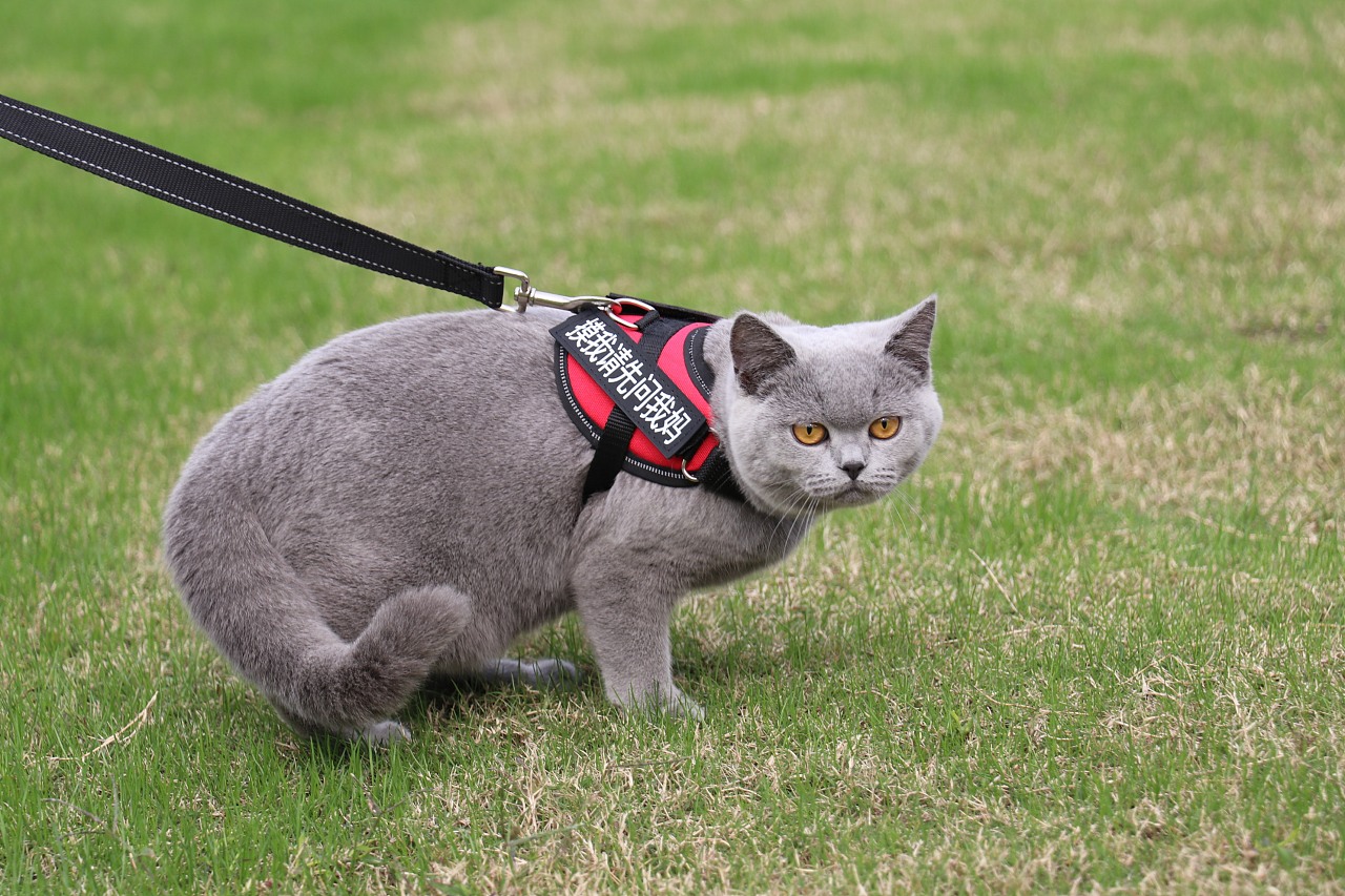 英短蓝猫如何看品种纯不纯,英短虎斑猫怎么看纯不纯