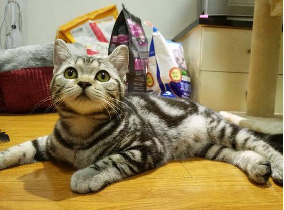 买一只美短猫,买一只猫咪一共花多少钱