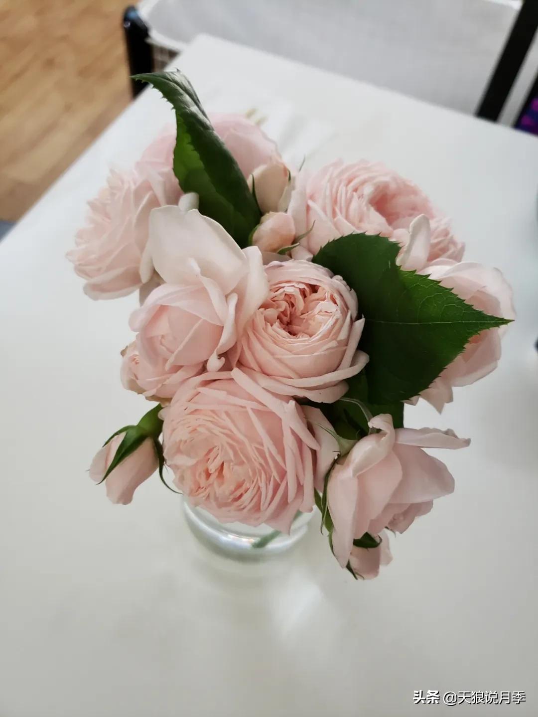 种一株玫瑰,种一株玫瑰间隔多远