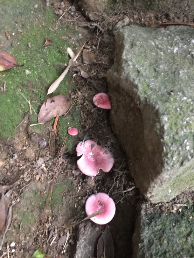 福建太姥山适合小孩玩吗,福建自驾游适合去太姥山吗