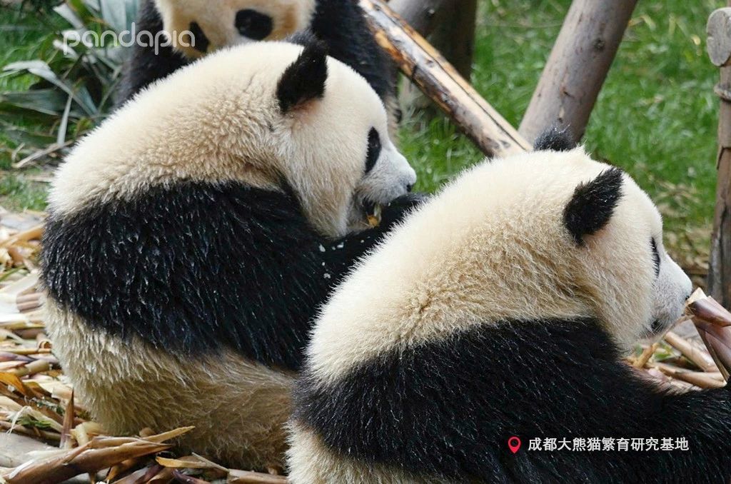 做塑料姐妹,真正的塑料姐妹是什么样的