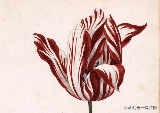 世界上最好看的最贵的十种花,世界上最高贵的前十种花