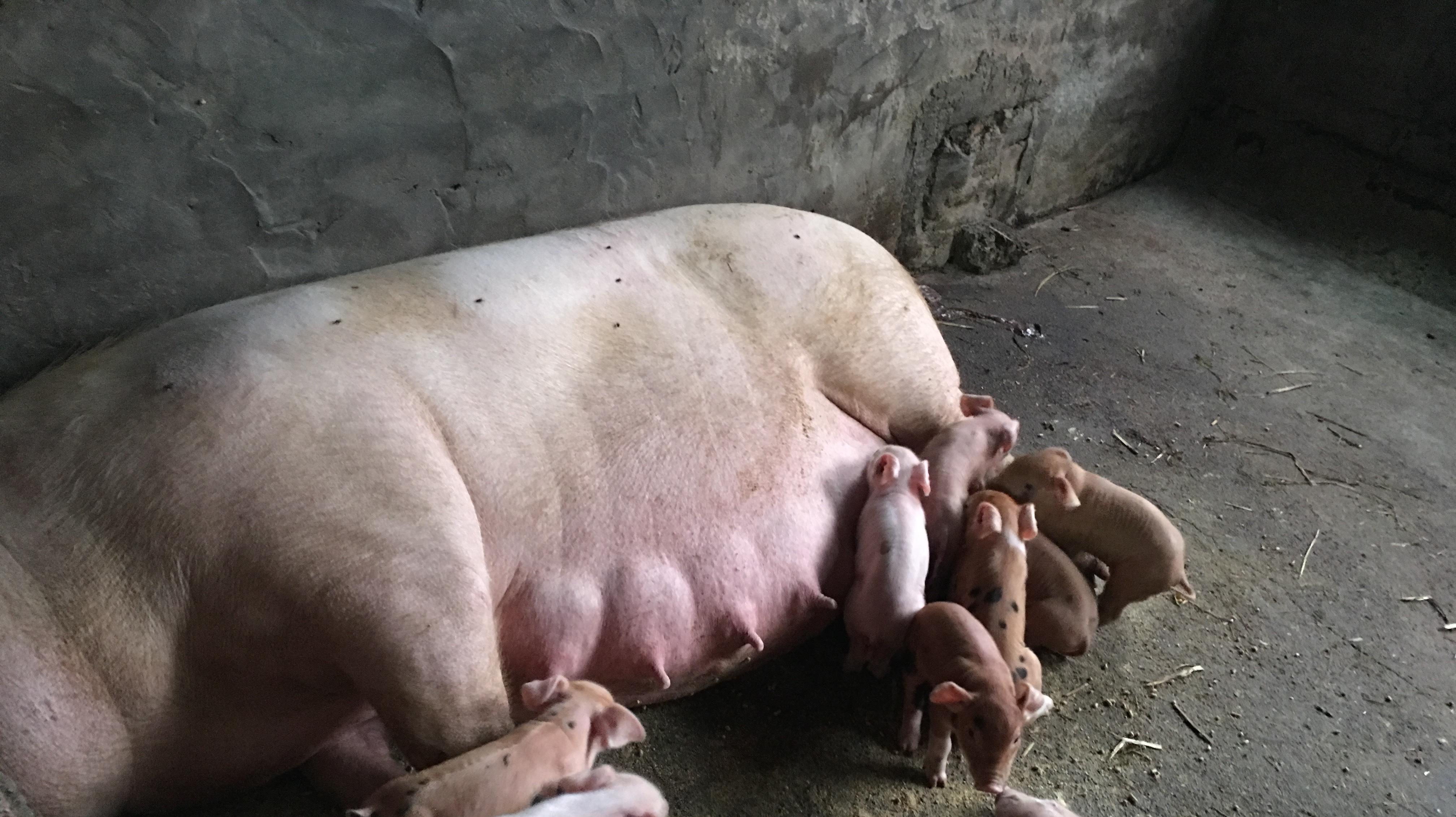 母猪产后怎样用中草药消炎,母猪产后消炎用哪些方法