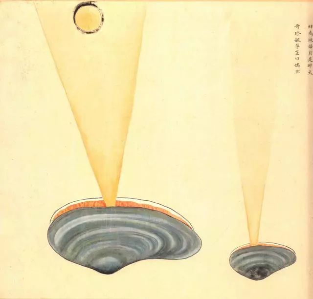 清代海错图有用吗,故宫海错图展