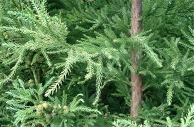 杉木有虫怎么防治,杉木虫害图片