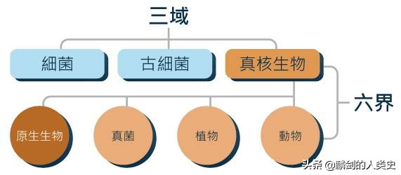 地球有多少种生物群系,地球生物都是由单细胞进化来的吗