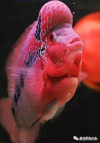 最好养的观赏鱼寓意好的,具观赏性又吉祥的观赏鱼