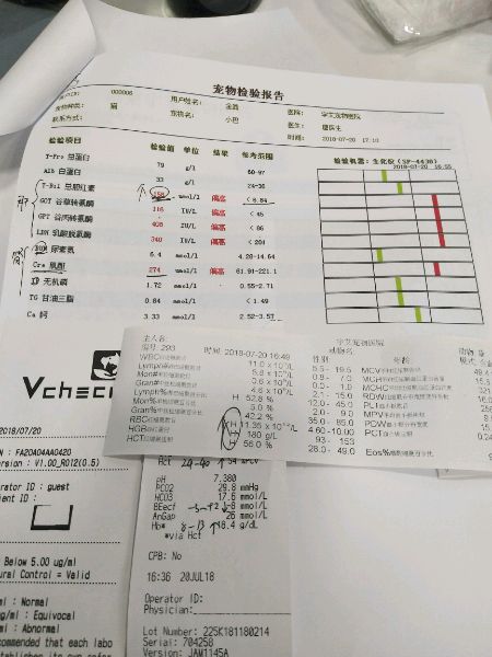 猫咪厌食有脂肪肝怎么办,猫咪积食的症状以后还会吃饭吗