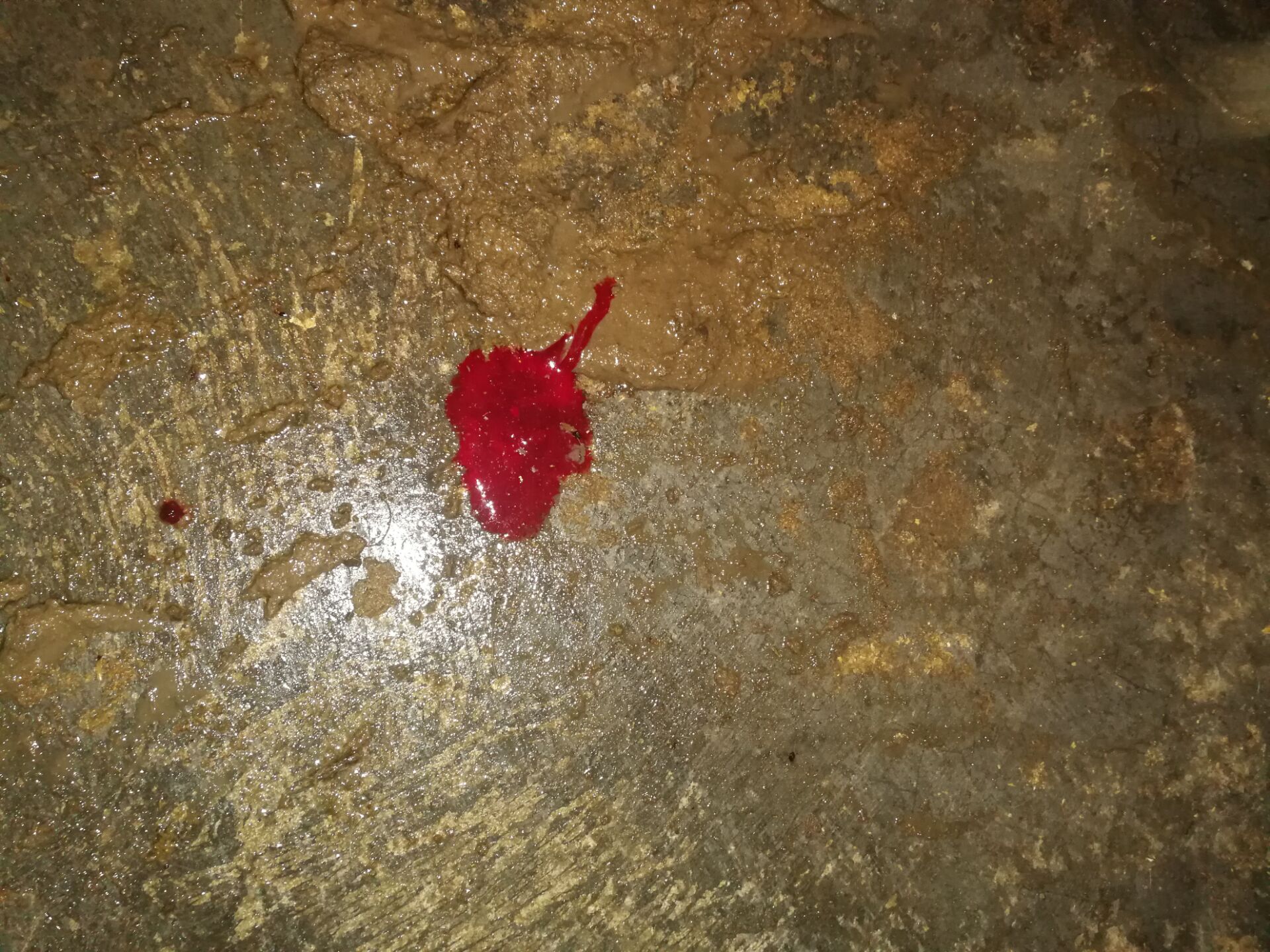 牛配种以后就流血，这是不是配种失误了呢？