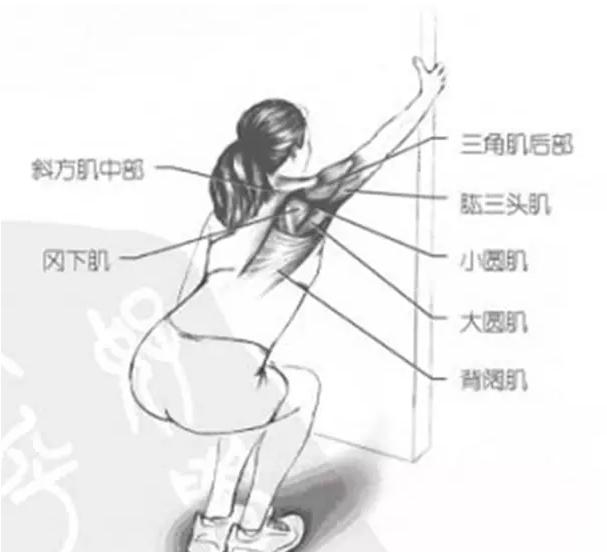 肩关节疼痛怎么办？了解肩部组织，教你用运动缓解疼痛