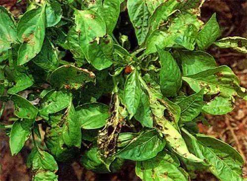 蔬菜细菌病害有哪些药,植物真菌细菌病害用什么药