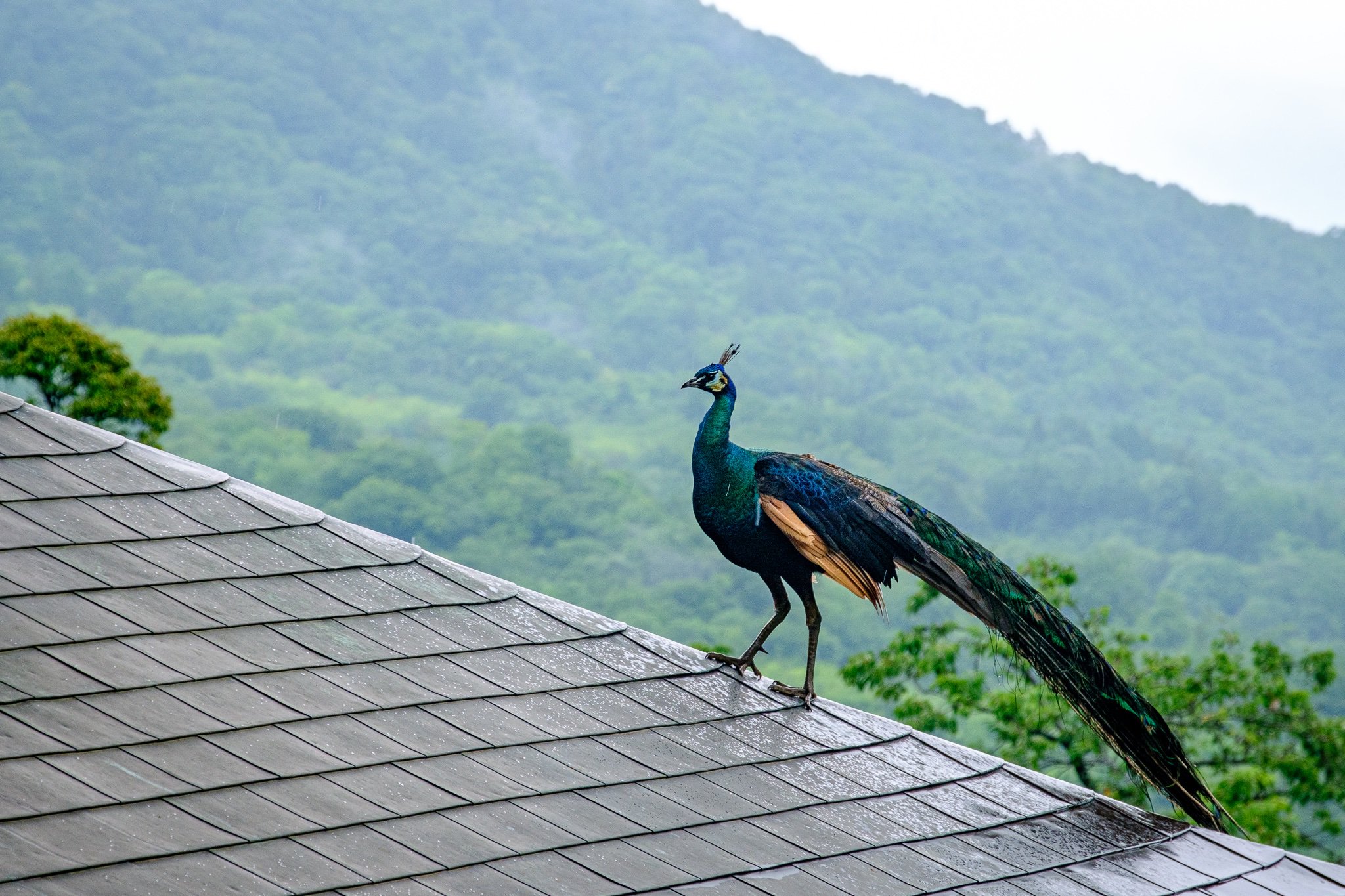 日本网友拍到凤凰,有人拍到凤凰的照片