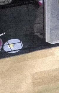 网上都在说猫是液体的，很多人猫奴也认同