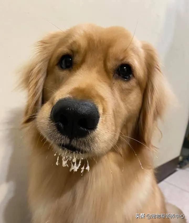 下巴胡须白花花!金毛嘴巴紧闭,双眼无辜卖萌:偶可没有偷吃