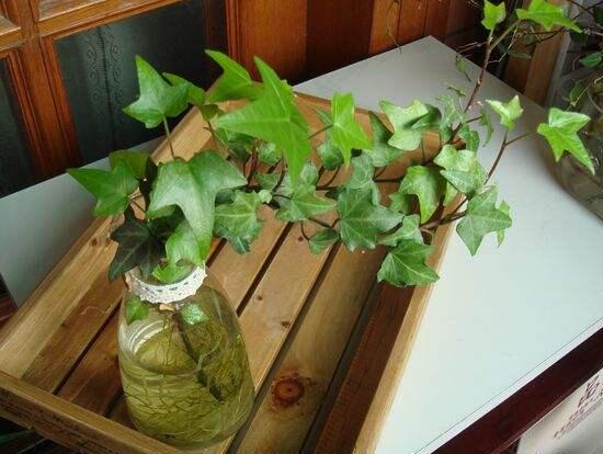 水培常春藤方法和注意事项有哪些,常春藤土培转水培怎么种