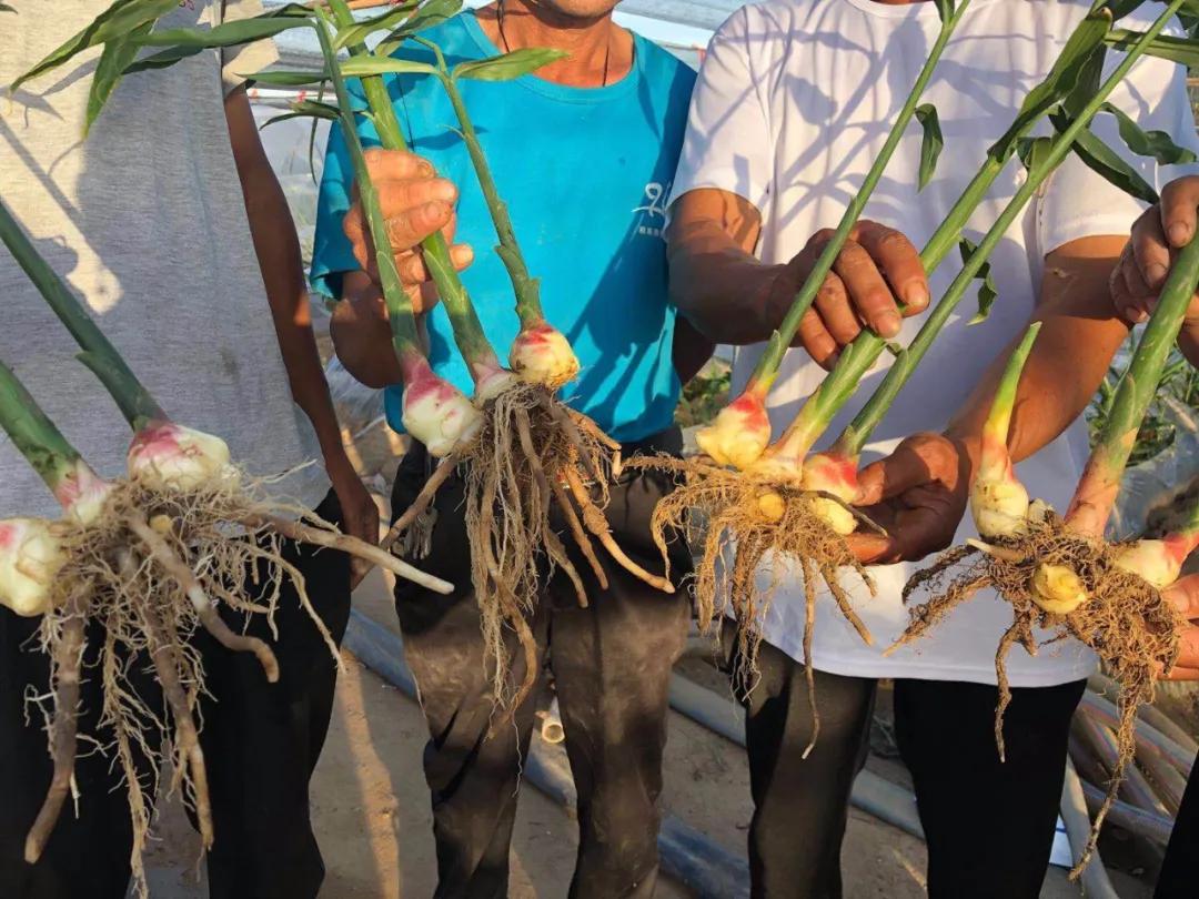 种姜中期管理的全过程,姜怎么养根