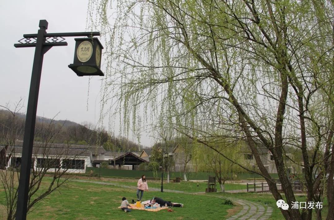 浦口花,南京看花的地方浦口