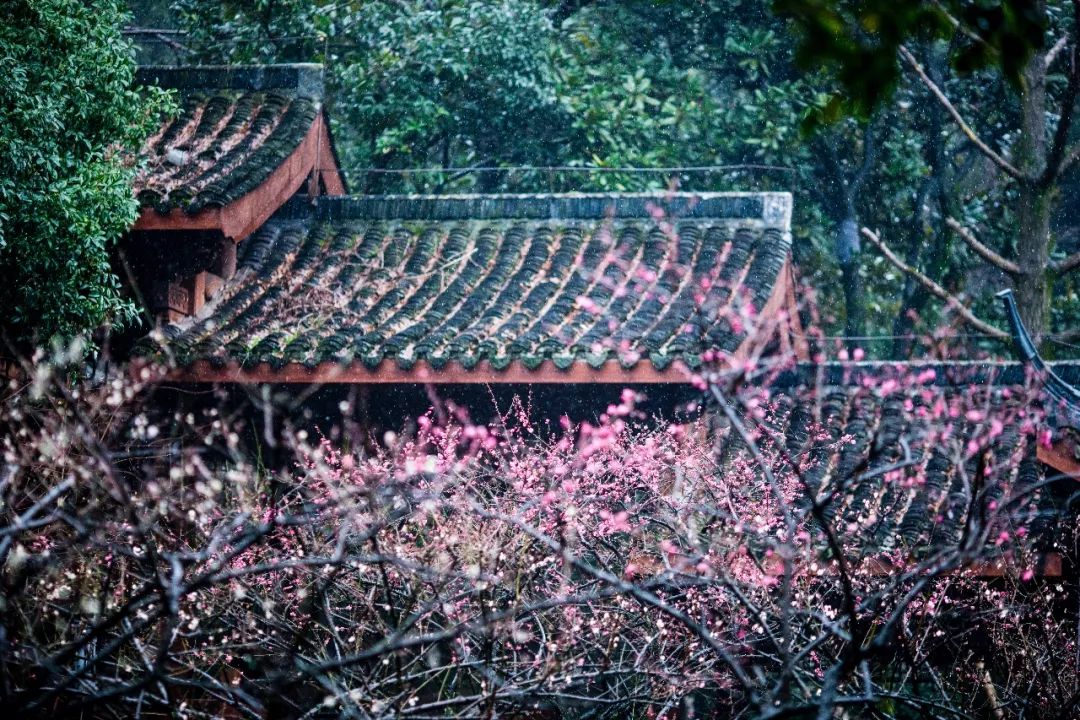 杭州孤山梅园图片,杭州赏梅园