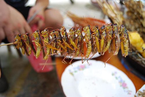 云南特色美食虫子在哪里吃最多,云南吃虫的特色美食