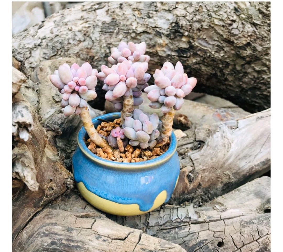 多肉爱长草怎么办,多肉爱火怎么养