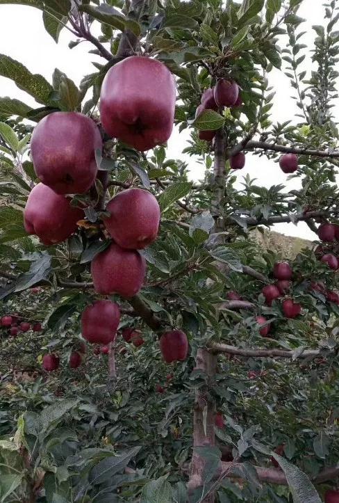 甘肃陇南属于西北吗,陇南是不是甘肃的好地方