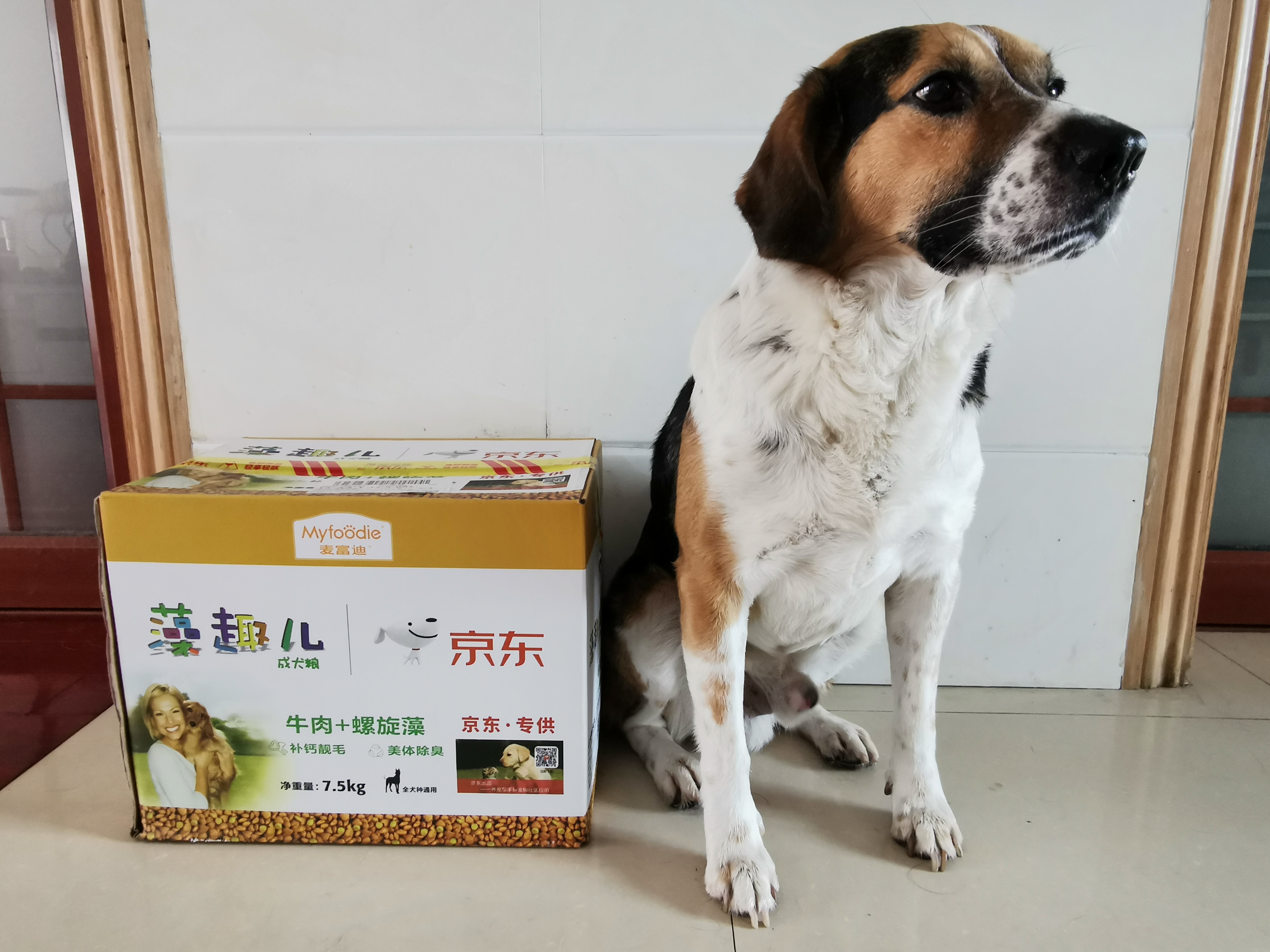 第一次带着狗狗去旅行,带狗狗去高原应该准备什么