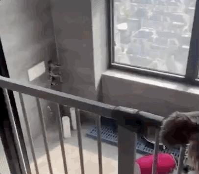 金毛把家淹了后续,金毛被阉