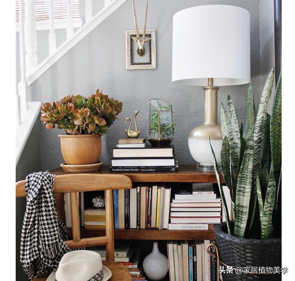 假期中,家里的「留守植物们」该怎么办呢?