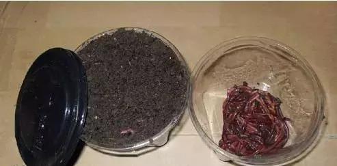 红虫蚯蚓大虾拉饵方法大集合,红虫虾饵蚯蚓拉饵