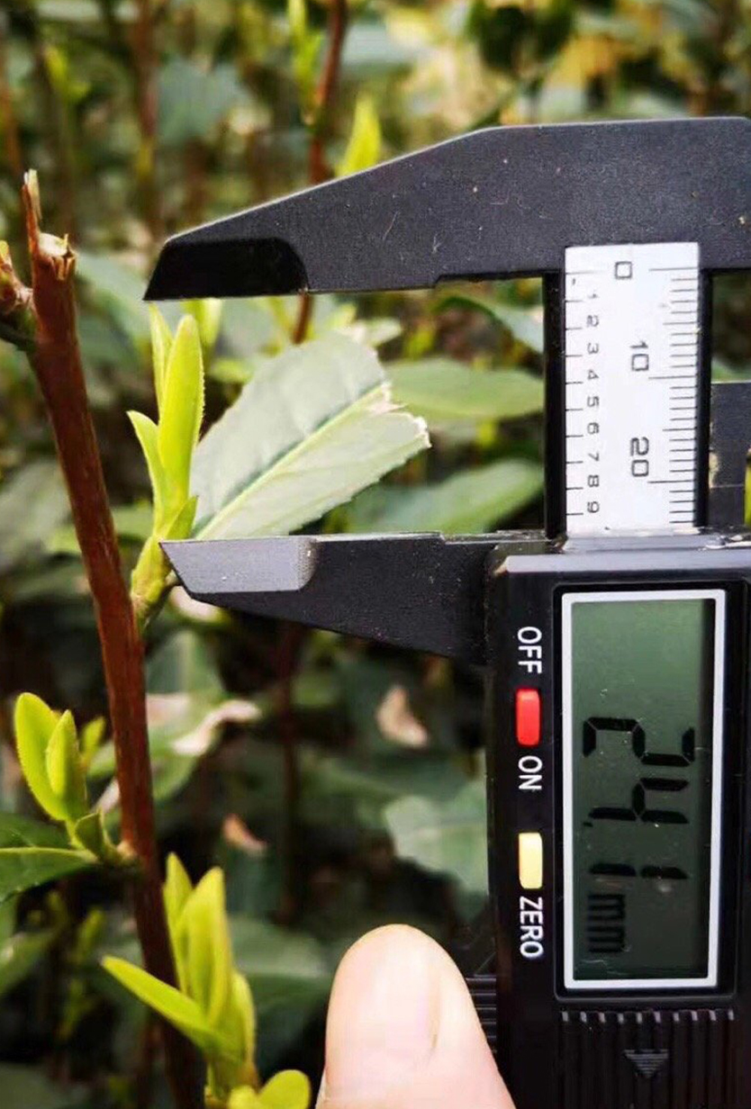 龙井哪里茶最正宗,龙井醉美山水茶