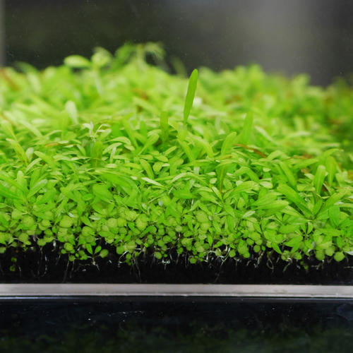 水草种子属于农作物种子吗,水草种子靠谱么