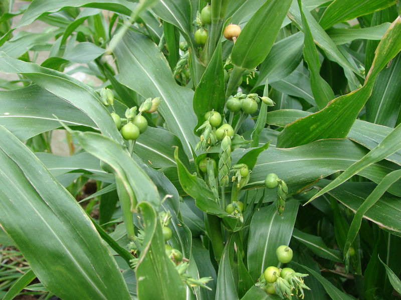 老玉豆种值钱吗,野外常见的豆子是什么