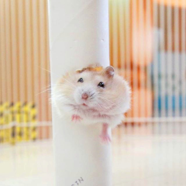 仓鼠躺手的时候要翻身怎么办,仓鼠躺手只啃木棍