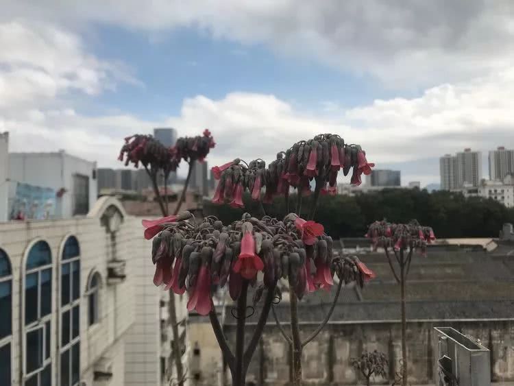 多肉带给我的感情,多肉给人们带什么作用