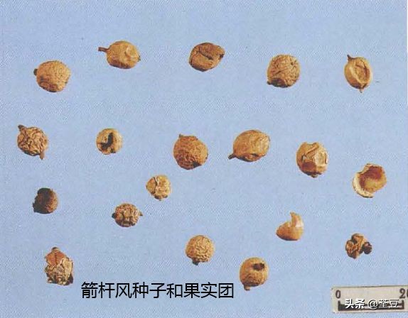 砂仁的好与坏的识别,如何辨别砂仁的真假