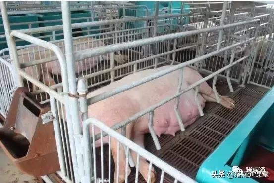 母猪初产时应注意哪些,母猪产仔的方法和注意事项