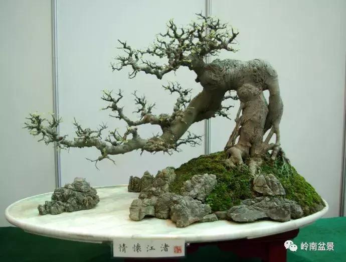 临水式金弹子盆景图片大全欣赏,看盆景展里赏心悦目的盆景