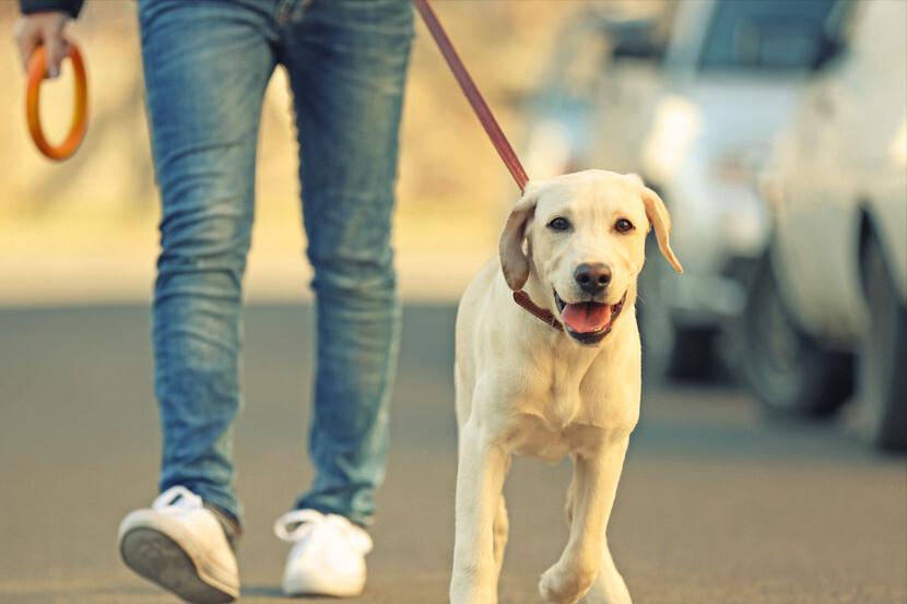 狗狗有哪些表现说明被你养熟了,狗狗有这些现象是把你当父母了