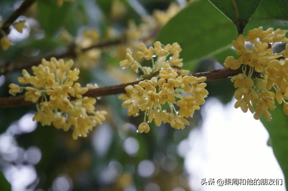 绉夊懆,绉夊懆鍜屼粬鐨勬湅鍙嬩滑