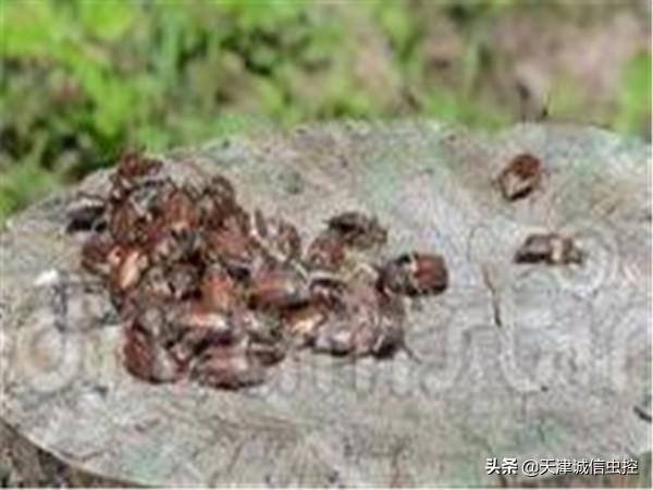 被臭虫咬如何快速止痒,如何防止被臭虫咬