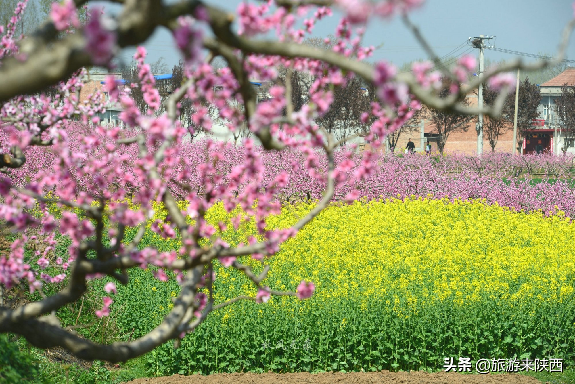 长安区王莽千亩桃园,西安王莽万亩桃花源