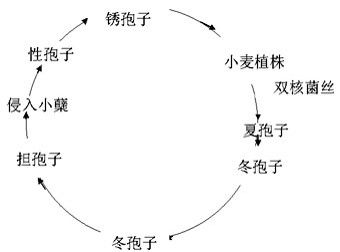 关于小麦上的锈病，你了解哪些知识？