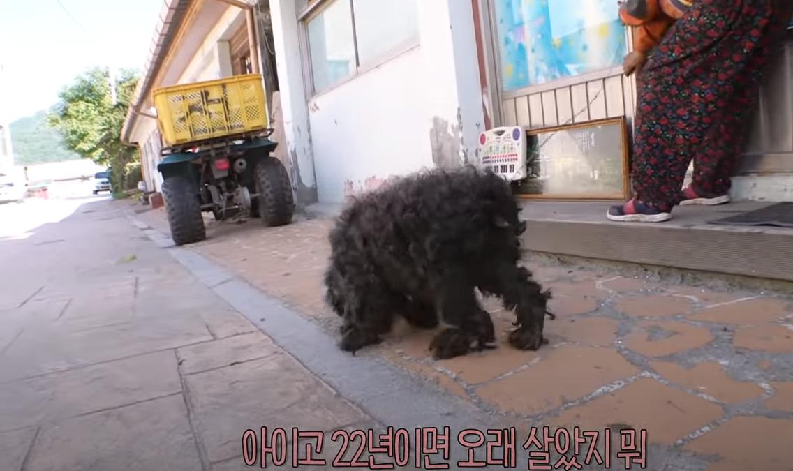 韩国老太独居深山40年,囤积癖老人去世