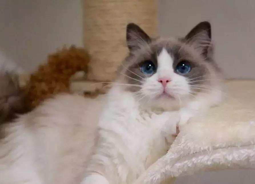 猫咪拉出来像肠子一样的东西,猫咪肠子堵住怎么处理