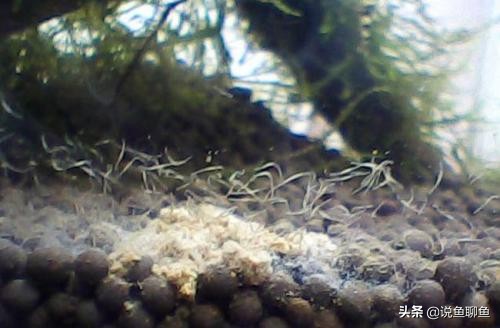 鱼缸里的蛋白虫浇花有危害吗,鱼缸蛋白虫怎样彻底清除