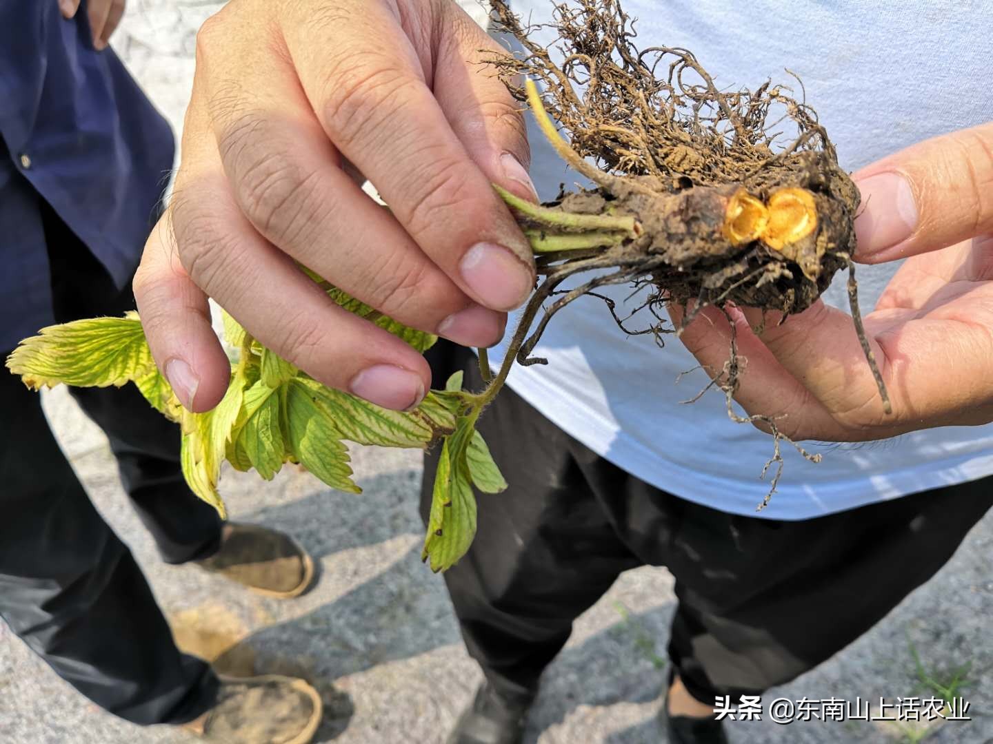 草莓苗生虫怎么办,草莓苗种下来怎么处理
