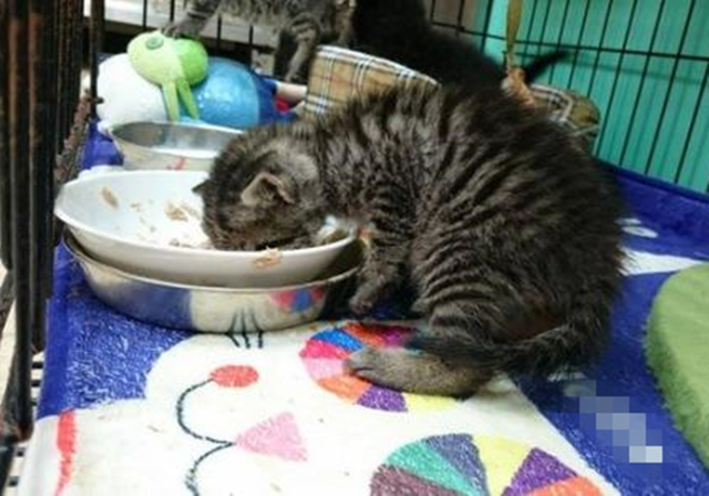 幼猫可以禁食水和粮吗,幼猫不喂猫粮喂养正确方法